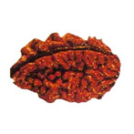 2 Mukhi