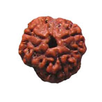 3 Mukhi